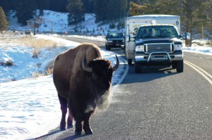 bigstock-Buffalo--1269266