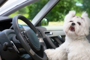 Little cute maltese dog in the car with paw on the steering wheel barking