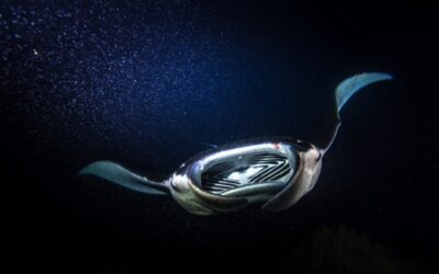 Manta Magic