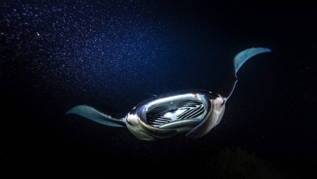 Manta Magic