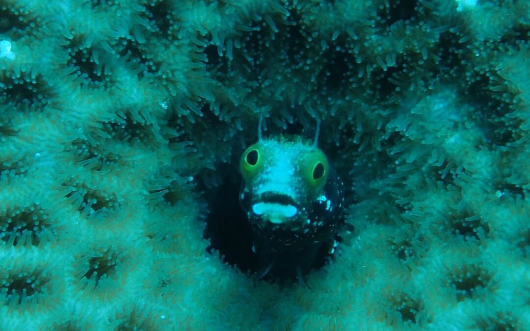 Tiny Golden Fish of the Sea