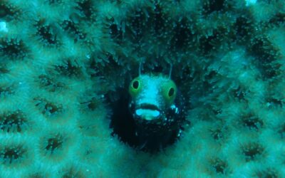 Tiny Golden Fish of the Sea
