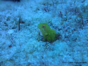 VickyBlenny10355616_10200090298735561_4365272106662511049_o