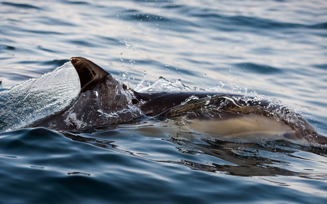 Celebrate Valentines Day with World Love For Dolphin Day & World Whale Day