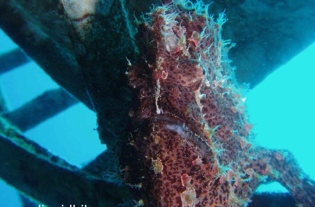 Camouflage Master and Fastest Fisher Frogfish Anglerfish from Red Sea