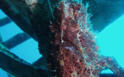 Camouflage Master and Fastest Fisher Frogfish Anglerfish from Red Sea