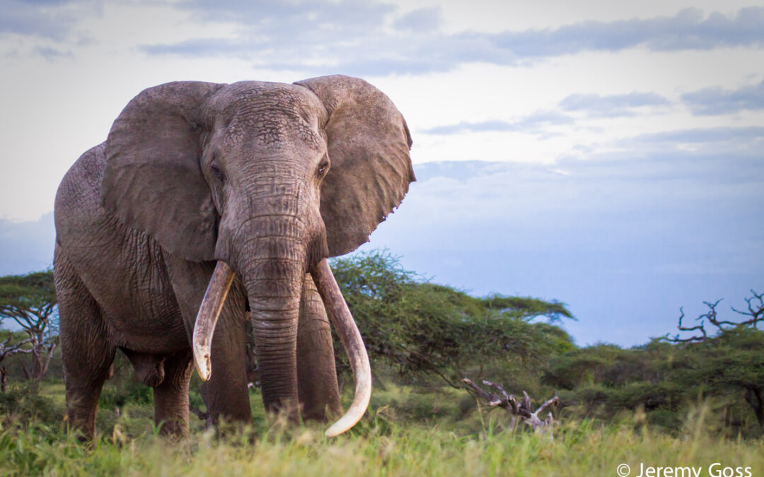 15 Facts About Elephants