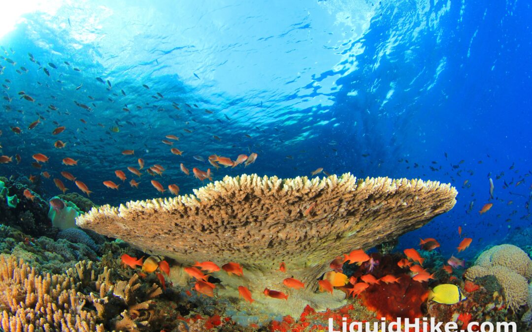Dead or Alive Ocean Table Coral