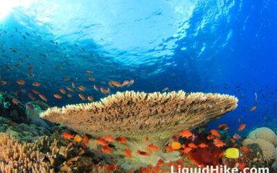 Dead or Alive Ocean Table Coral