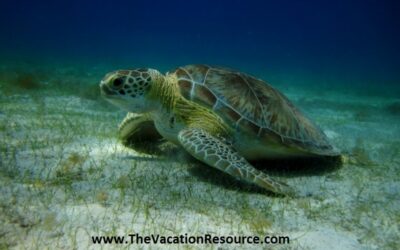 Scuba Diving or Snorkeling with Graceful Sea Turtles