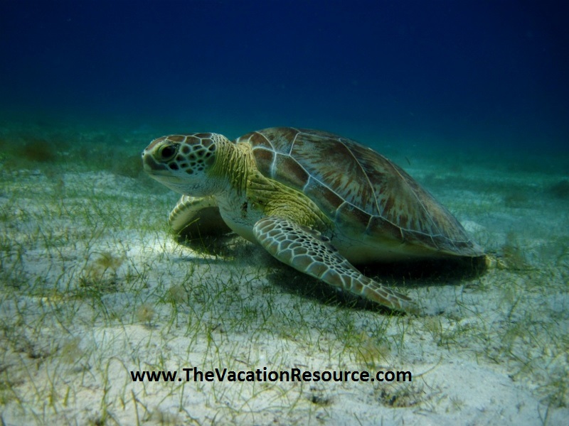 Scuba Diving or Snorkeling with Graceful Sea Turtles
