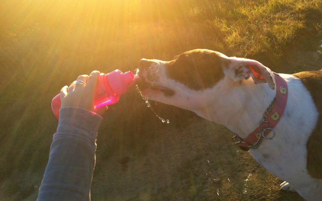 Don’t Forget to Hydrate!  Molly’s Liquid Hike at Griffith Park