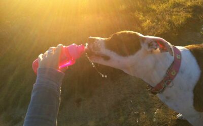 Don’t Forget to Hydrate! Molly’s Liquid Hike at Griffith Park