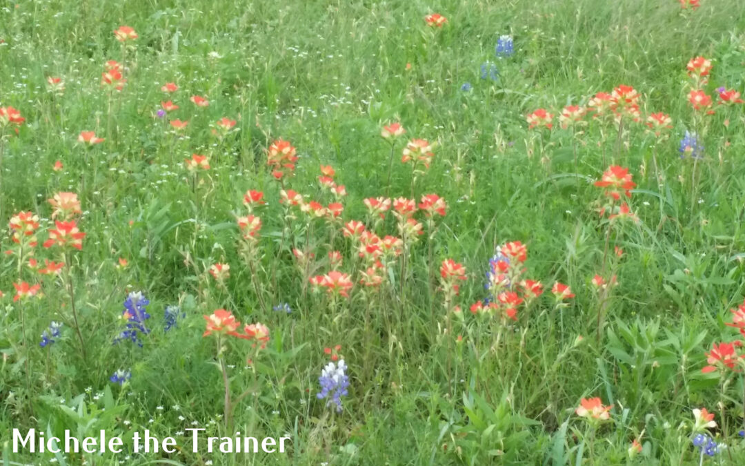 FLOTUS plants Austin April Flowers that Color Spring Blue