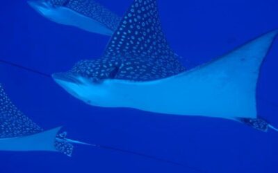 Eagle Rays
