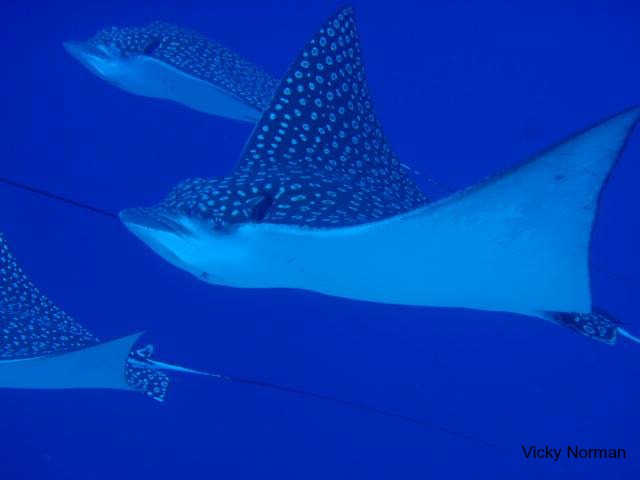 Eagle Rays