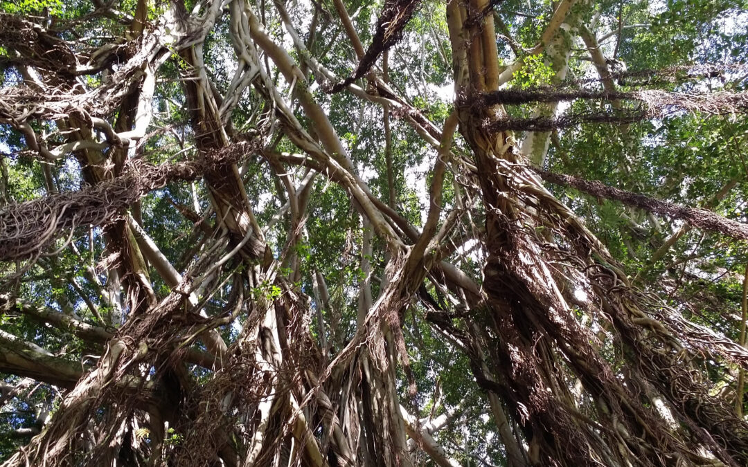 A Poem as Lovely as Banyan Trees