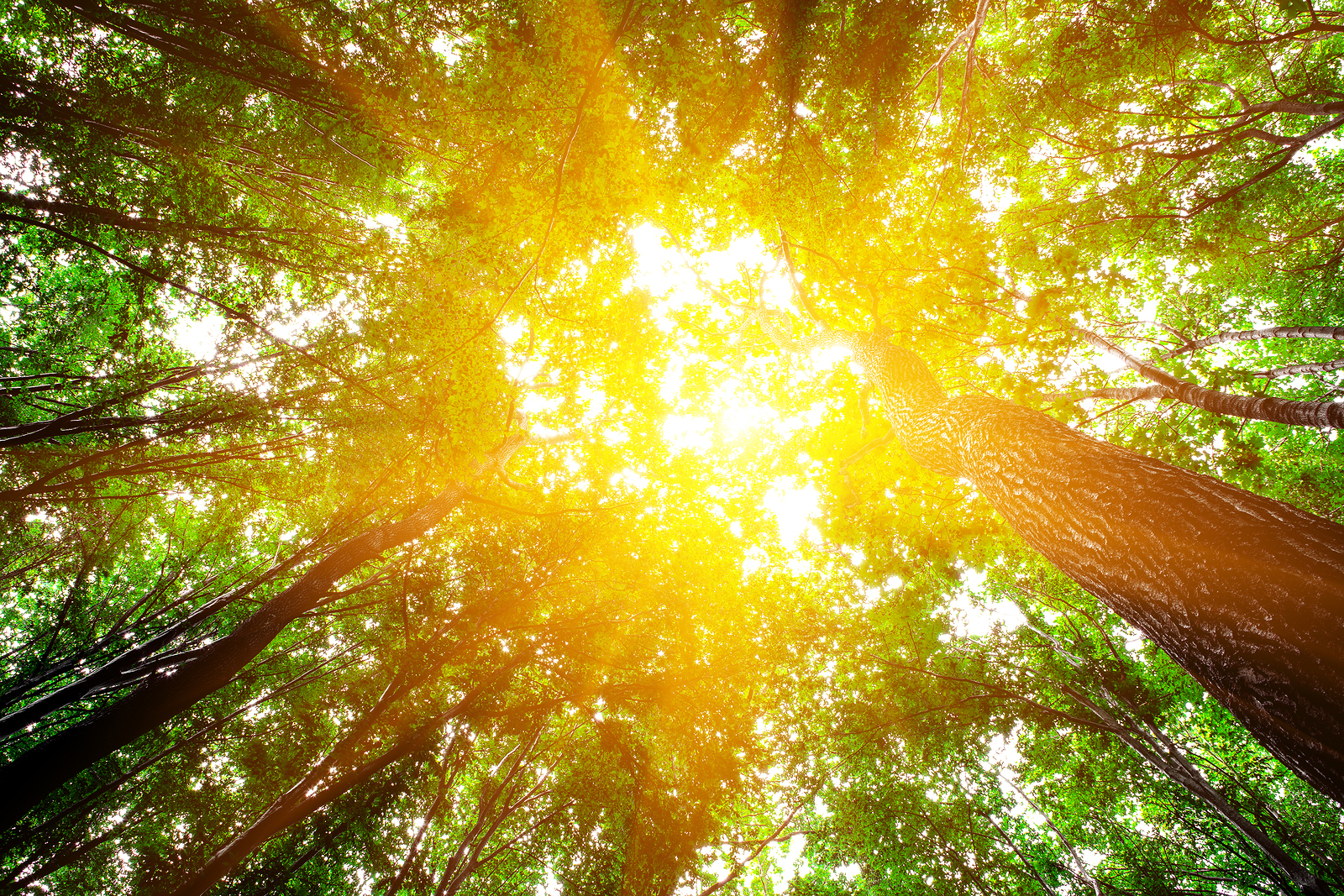 forest trees. nature green wood sunlight backgrounds.