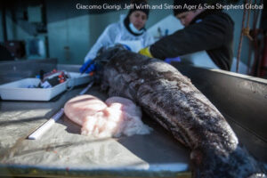 OPICEFISH4White4