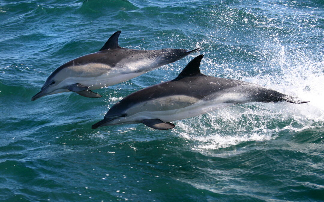 Dolphin Love