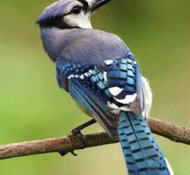 Songbird SOS