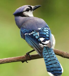 Songbird SOS