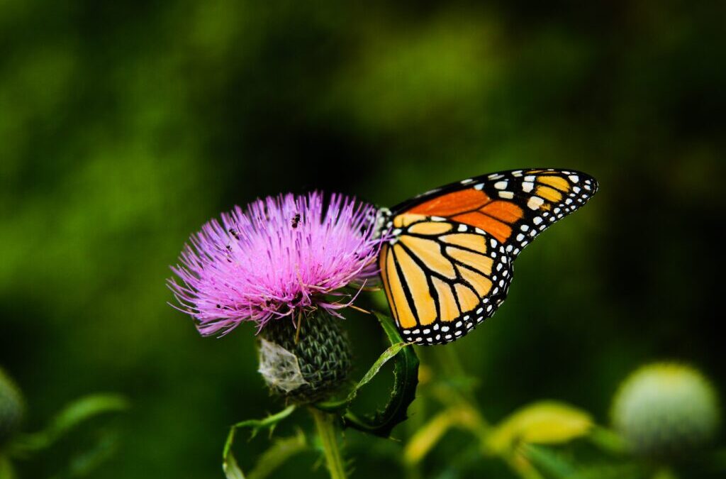 Creating Bee and Pollinator Environments