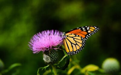 Creating Bee and Pollinator Environments