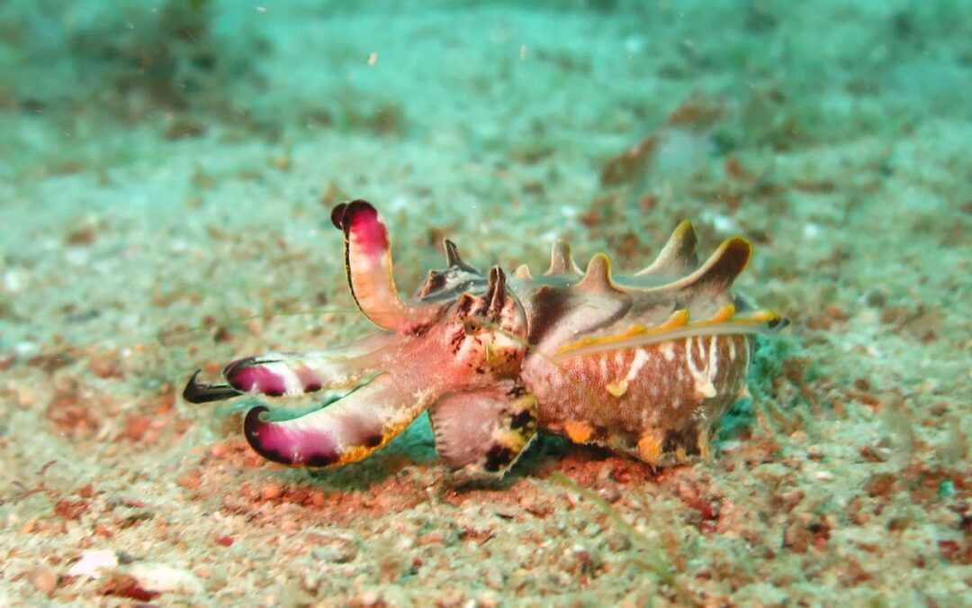 What is the difference between an Octopus, Squid and Cuttlefish