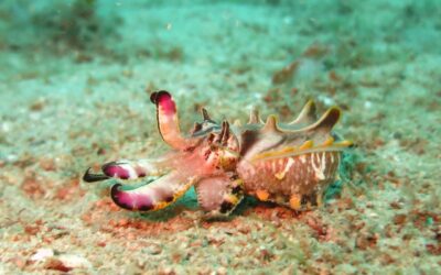 What is the difference between an Octopus, Squid and Cuttlefish