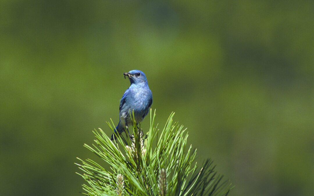 A Little Bird Told Me to Tell You…