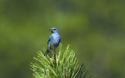A Little Bird Told Me to Tell You…
